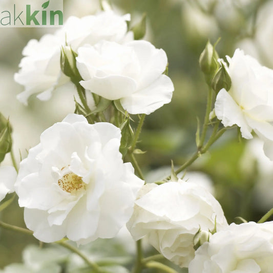 Rose Iceberg | Floribunda | 4L Potted Rose (PRE ORDER DECEMBER '25) One Click Plants