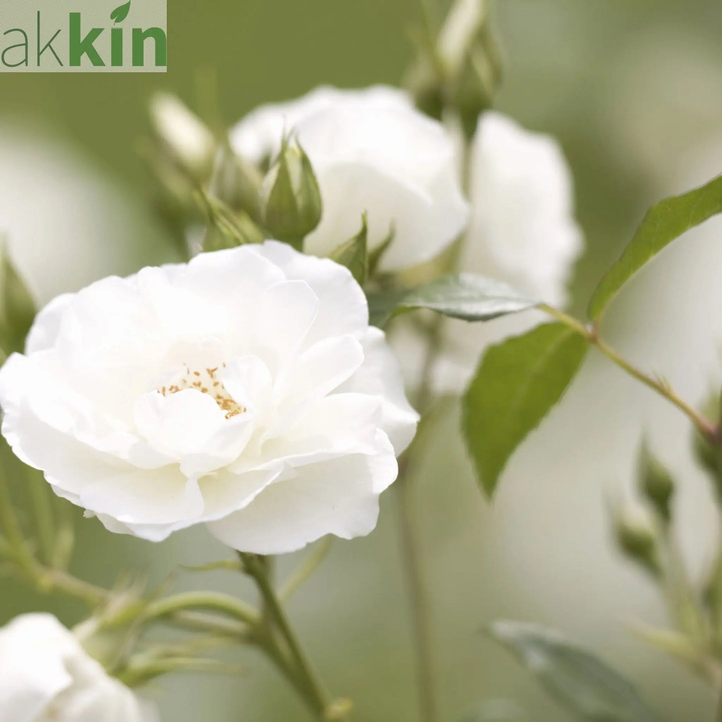Rose Iceberg | Floribunda | 4L Potted Rose (PRE ORDER DECEMBER '25) One Click Plants