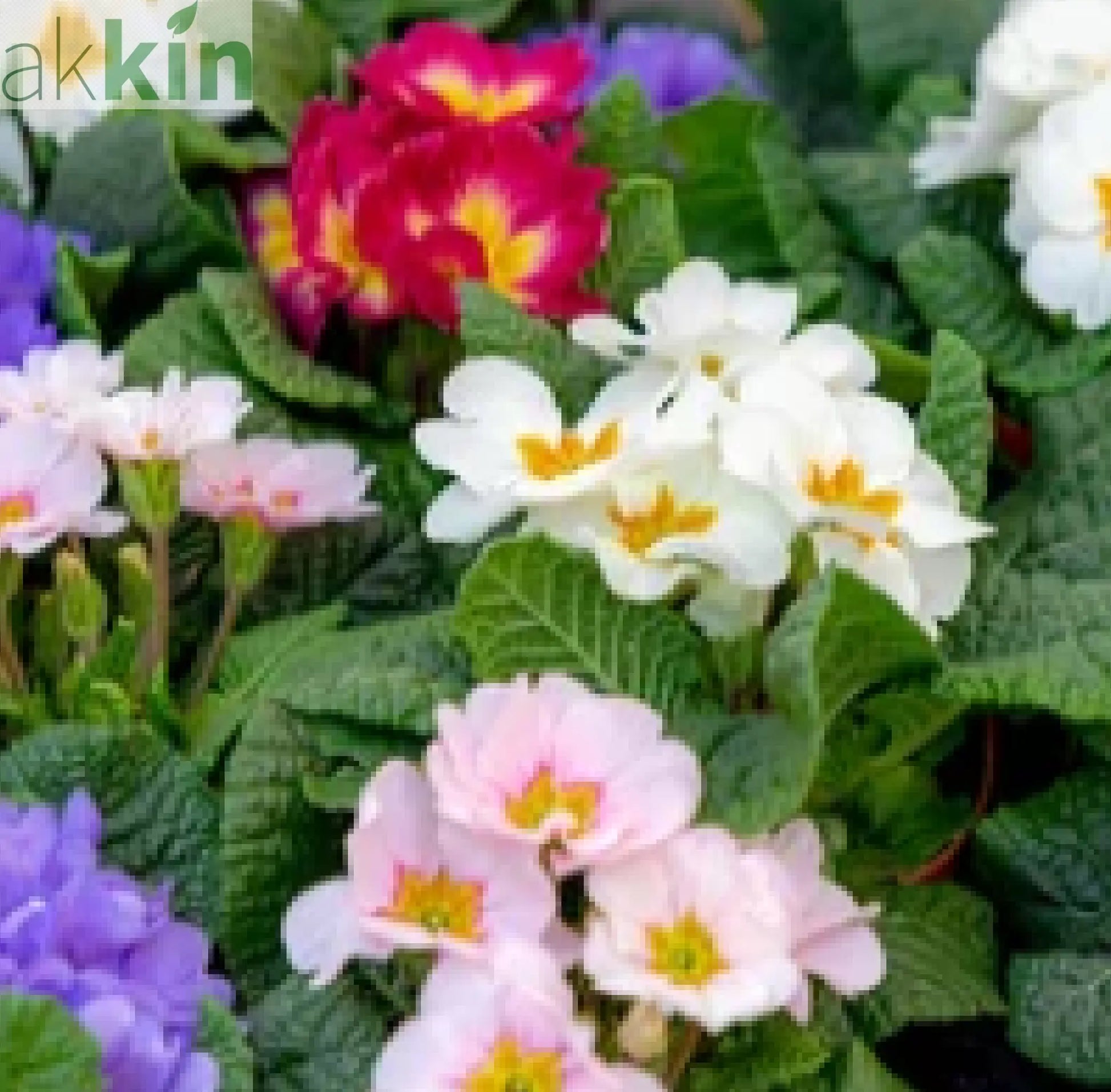 3 x 9cm Primula Pots | Primula/Primroses One Click Plants