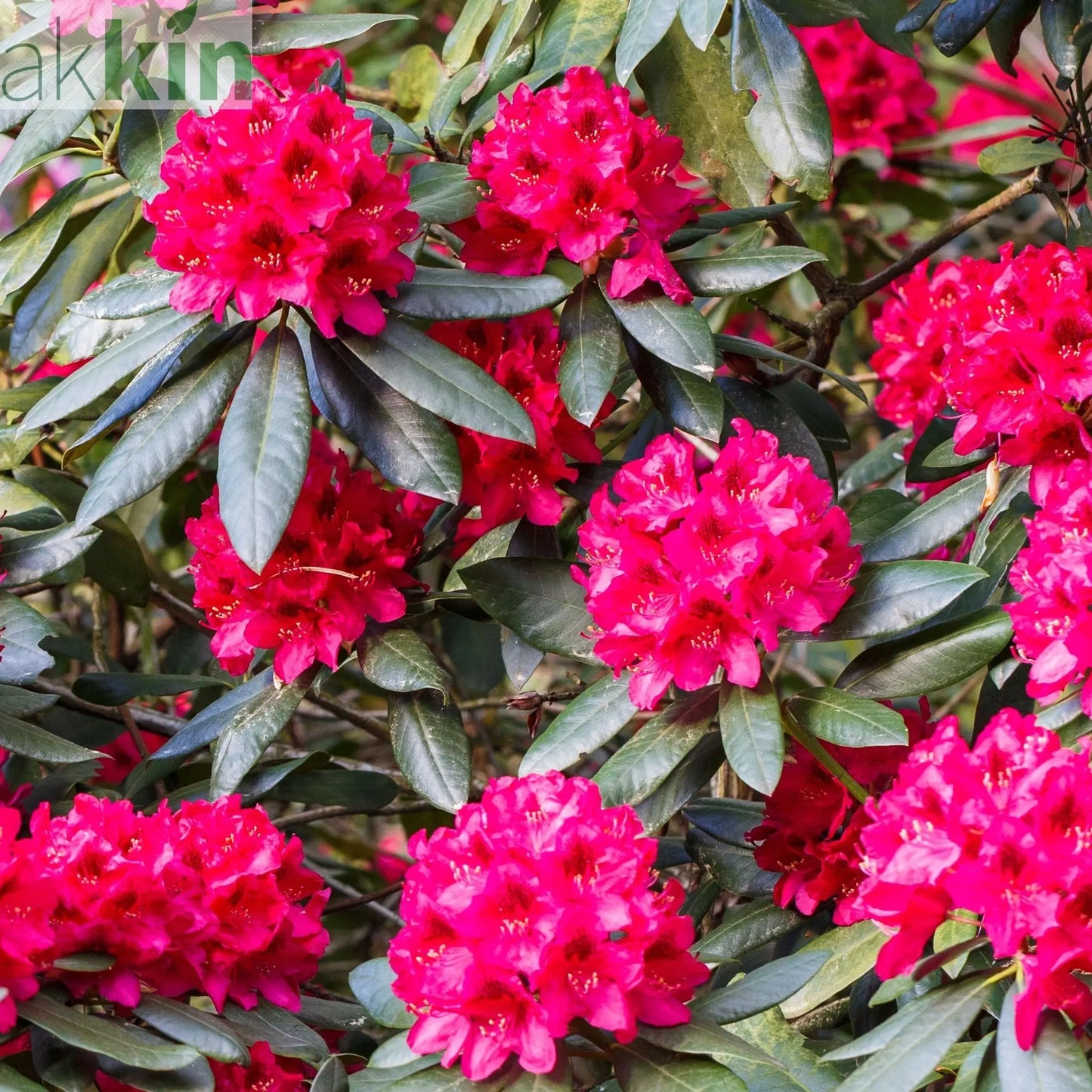 Rhododendron 'Nova Zembla' 2L / 5L One Click Plants