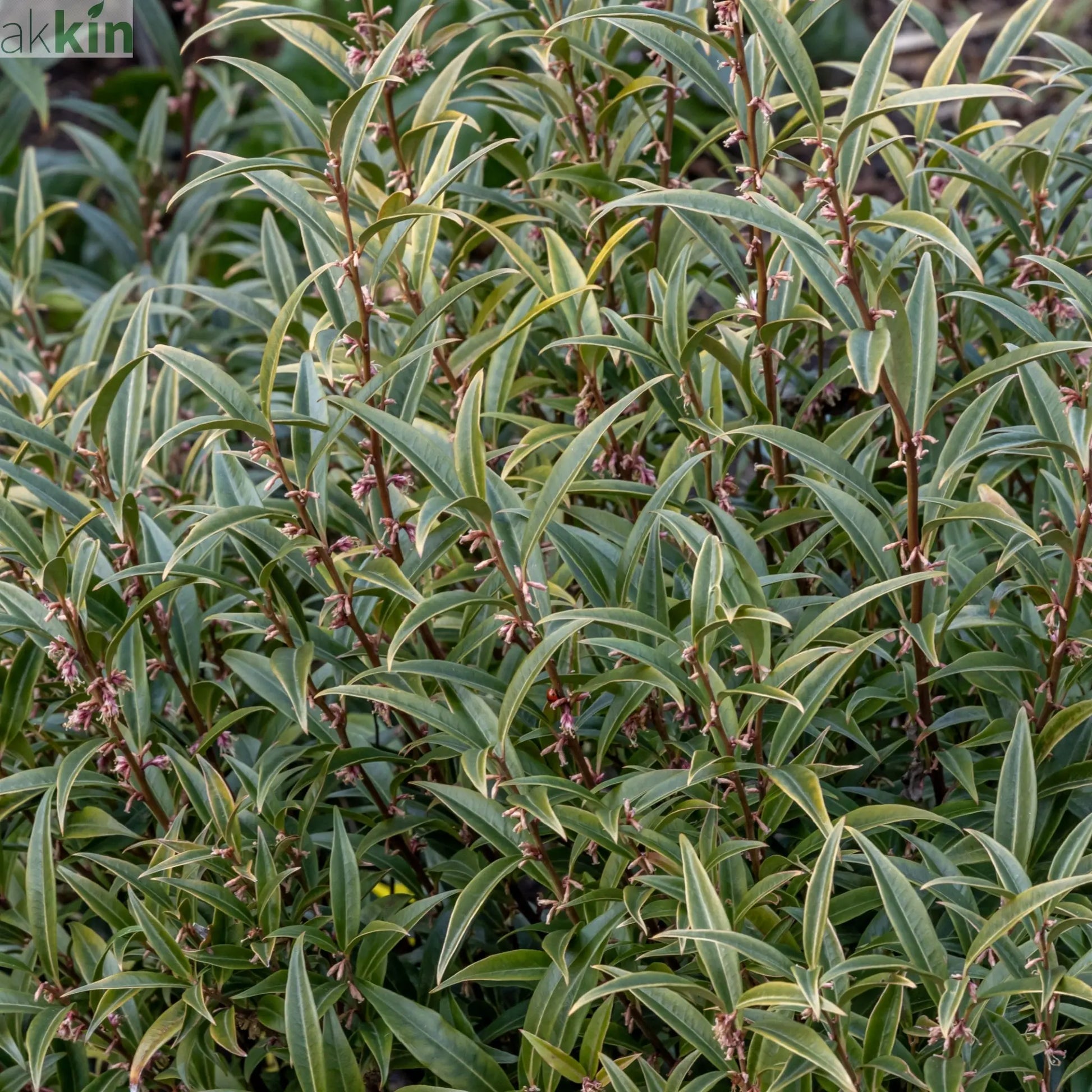 Sarcococca hookeriana 'Purple Stem' 2L One Click Plants