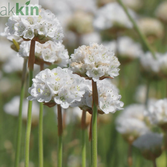 Armeria pseudarmeria White 9cm / 3L One Click Plants