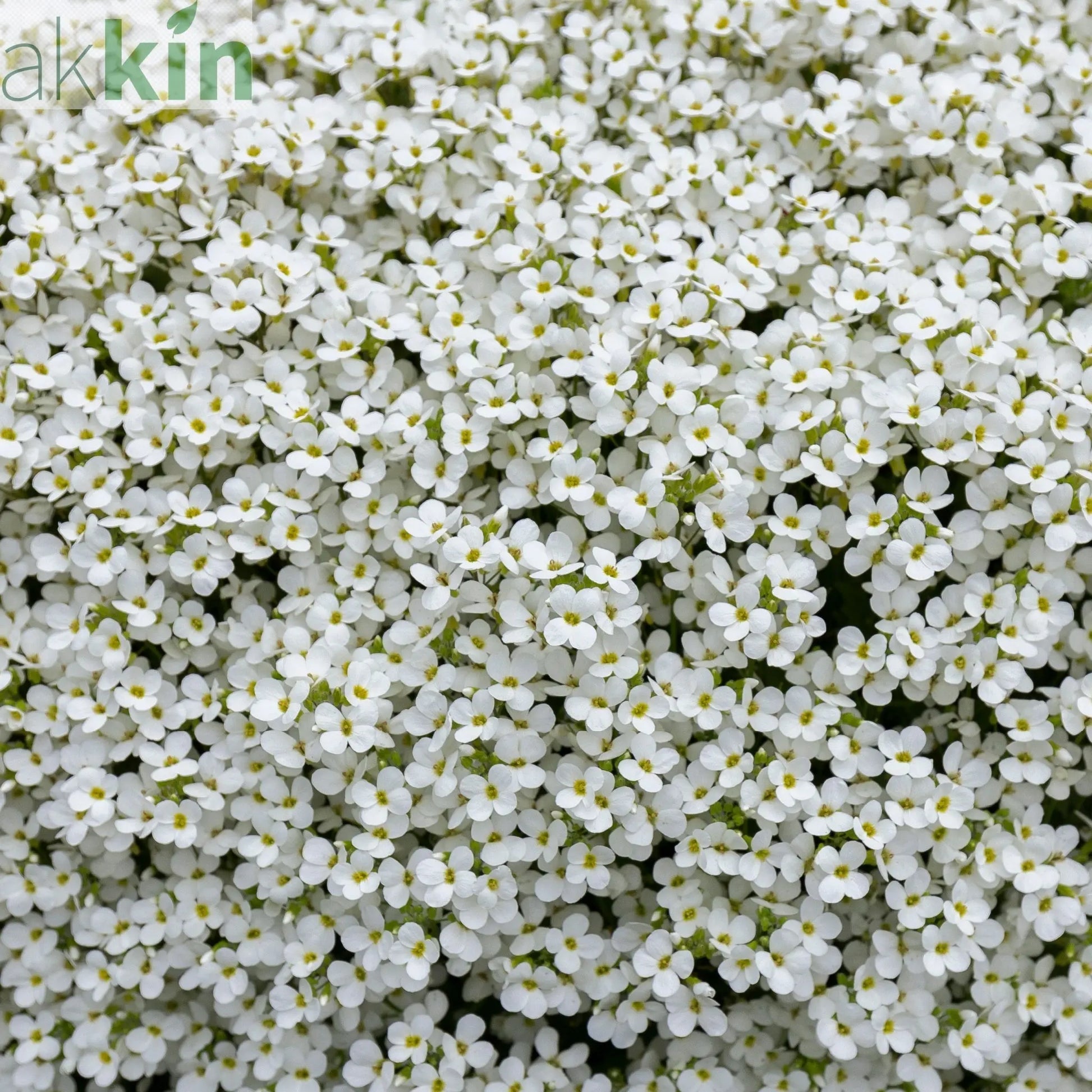 Aubrieta hybrida 'Axcent White' 9cm One Click Plants