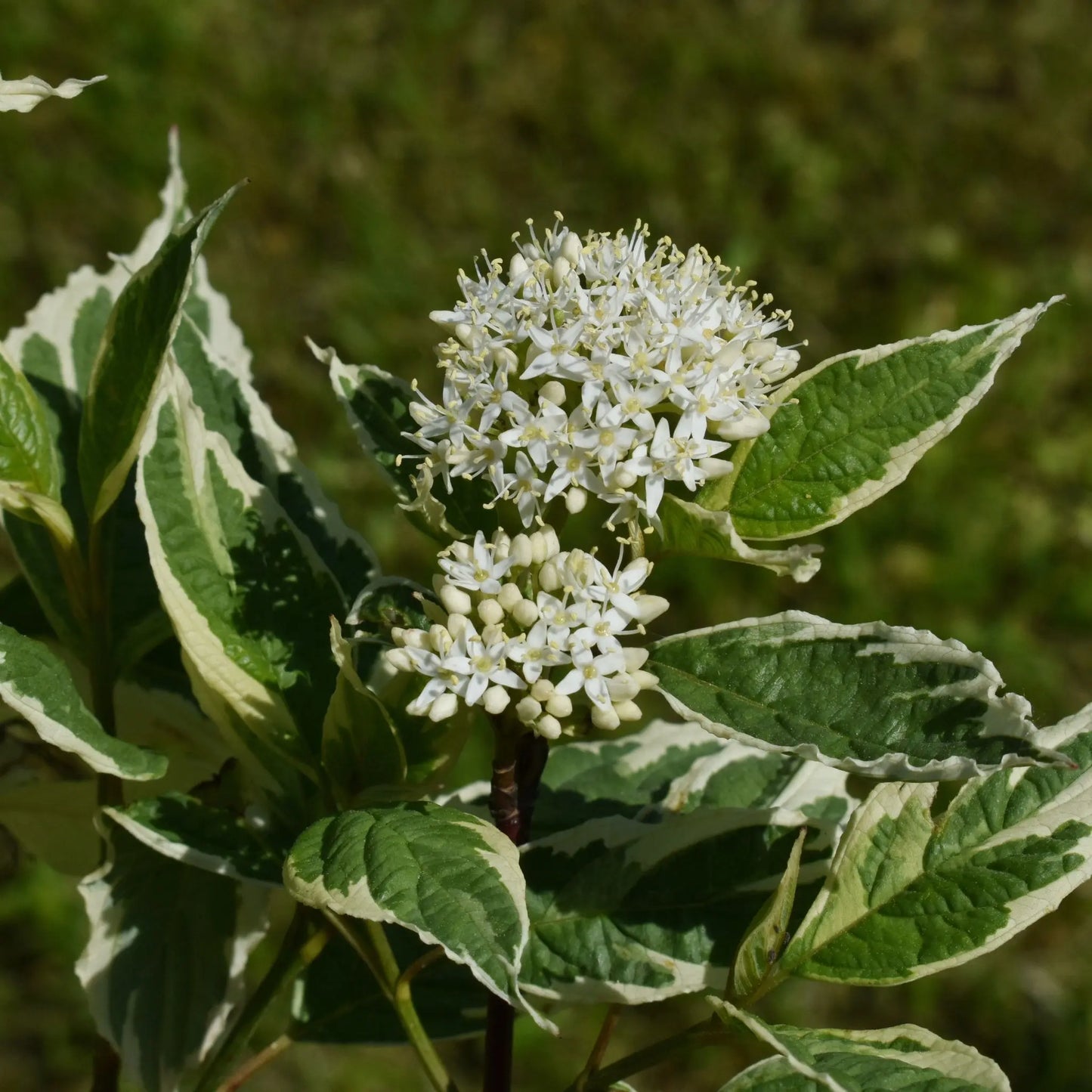 Cornus alba Elegantissima 1L / 2L One Click Plants