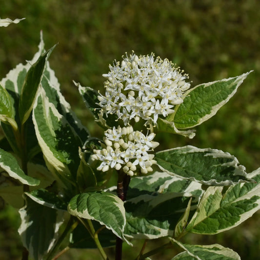 Cornus alba Elegantissima 1L / 2L One Click Plants