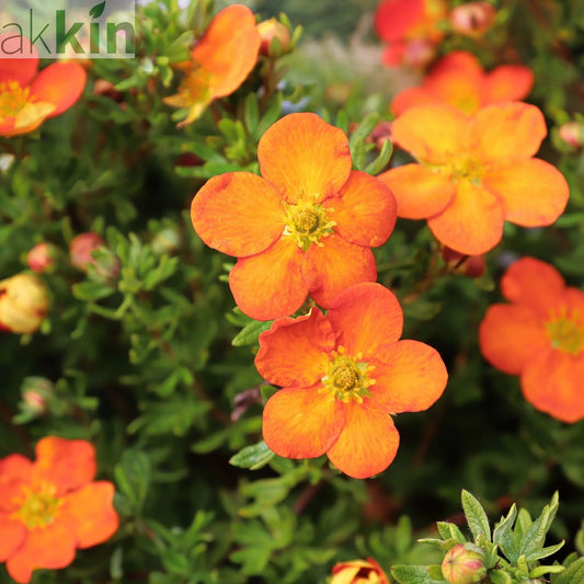 Potentilla fruticosa 'Hopleys Orange' 1L One Click Plants