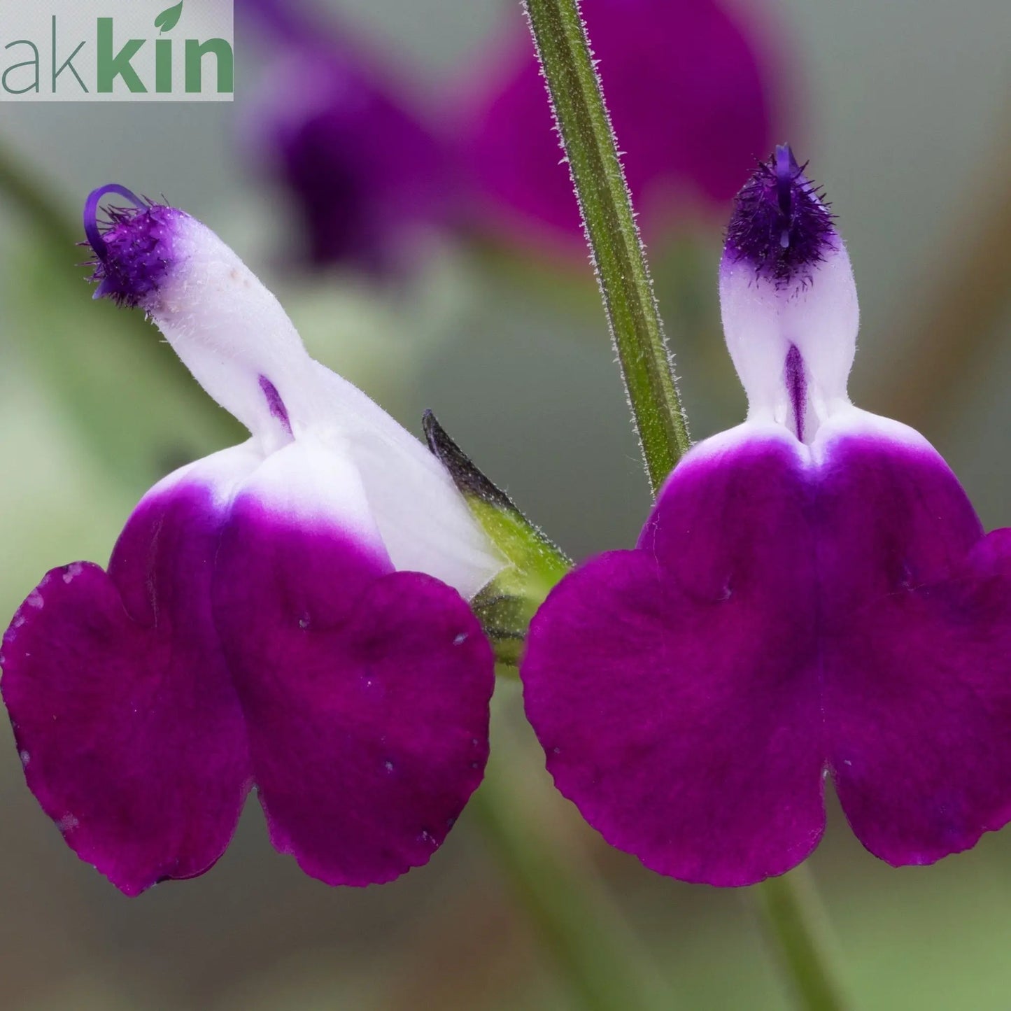 Salvia 'Amethyst Lips' 2L One Click Plants