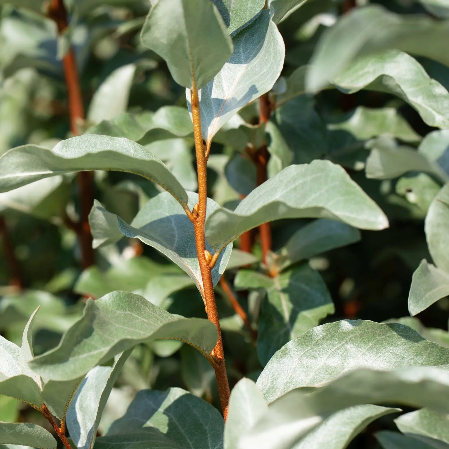 Elaeagnus x ebbingei Compacta (Multibuy Offers Available) One Click Plants