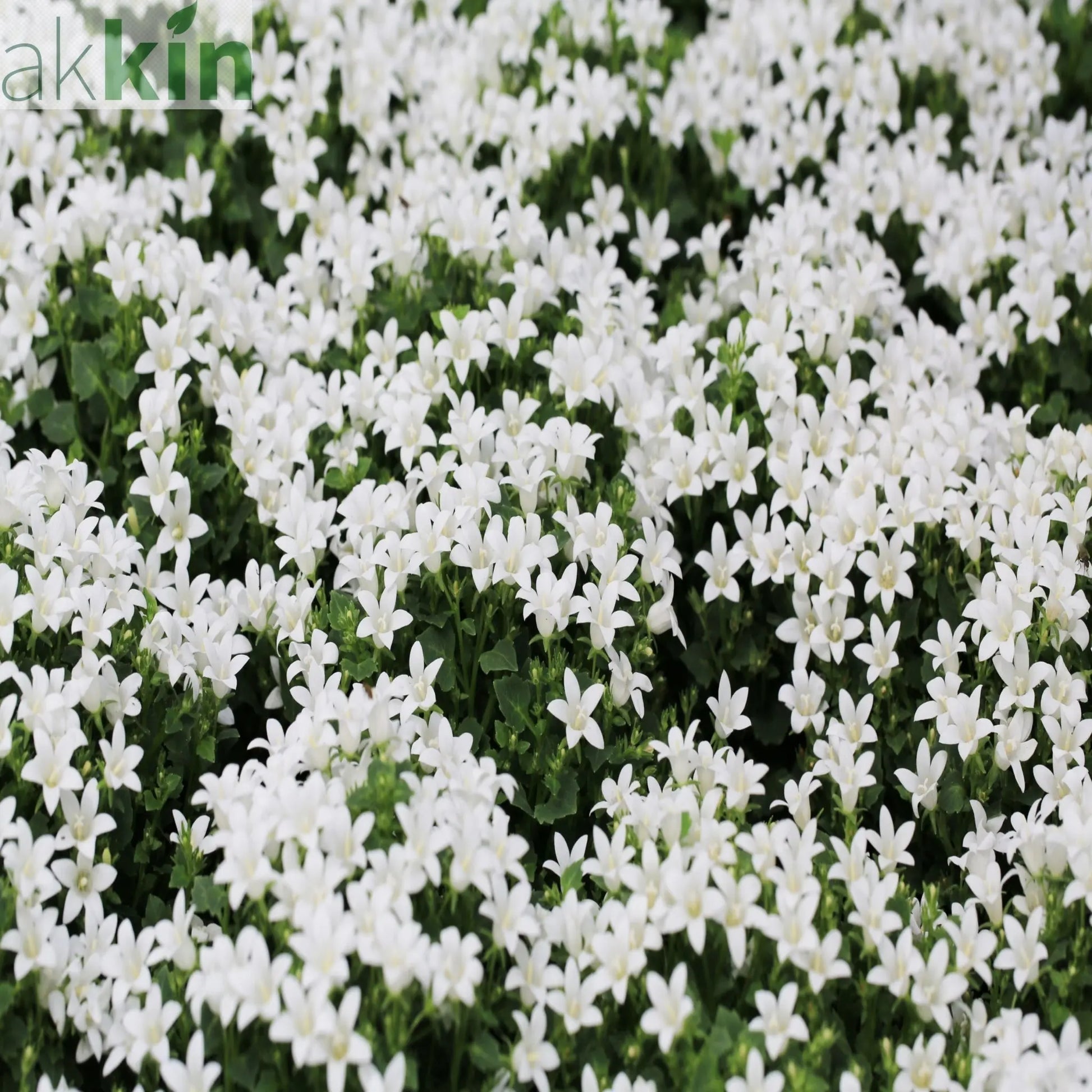 Campanula portenschlagiana 'Clockwise' White 9cm One Click Plants