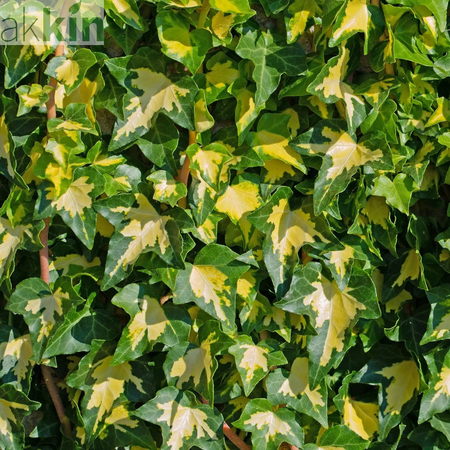 Hedera helix 'Goldheart' 60-70cm One Click Plants