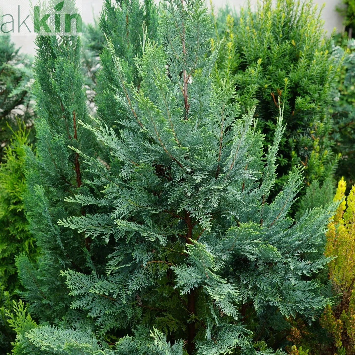 Chamaecyparis lawsoniana 'Van Pelt's Blue' 2L (50-60cm inc. pot) One Click Plants