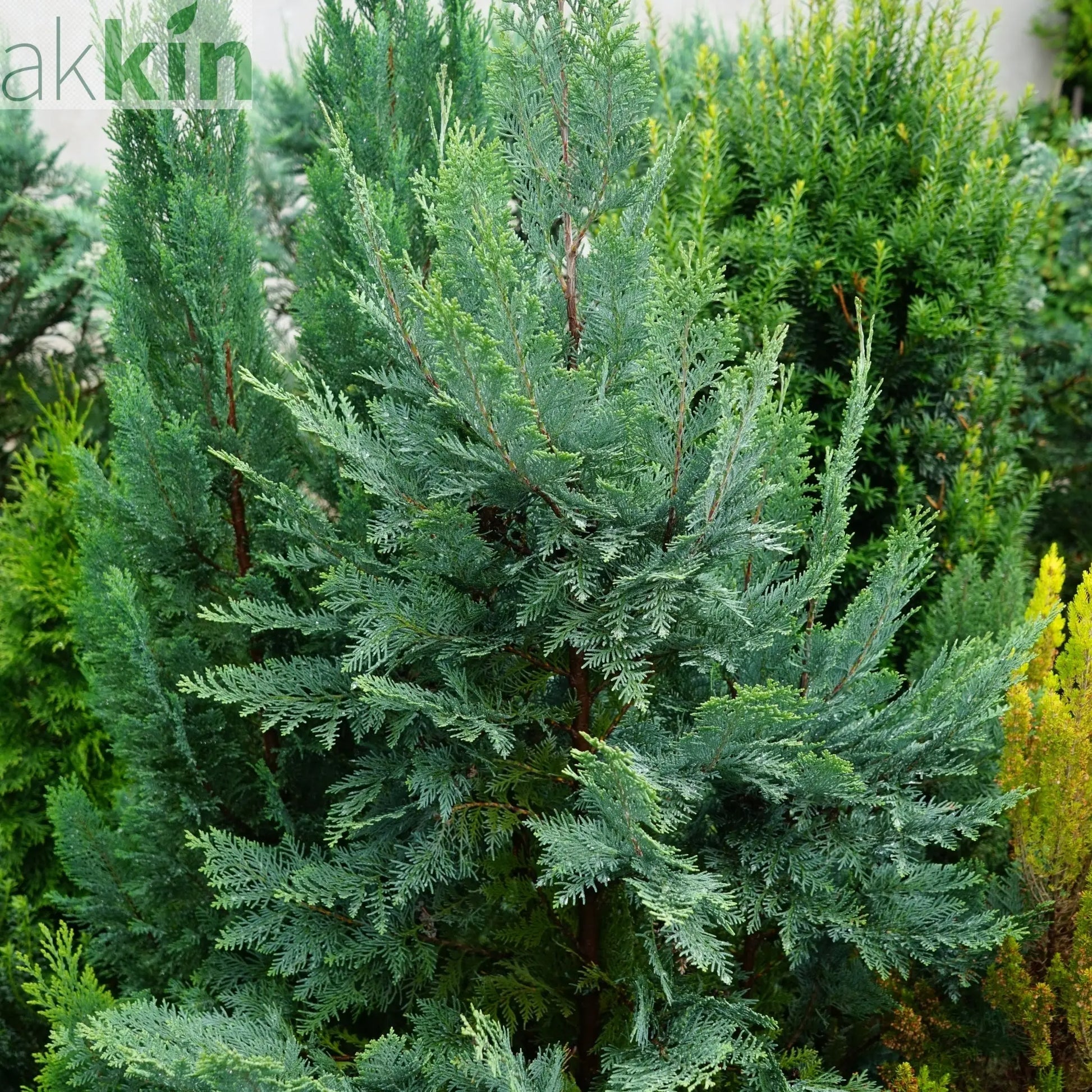 Chamaecyparis lawsoniana 'Van Pelt's Blue' 2L (50-60cm inc. pot) One Click Plants