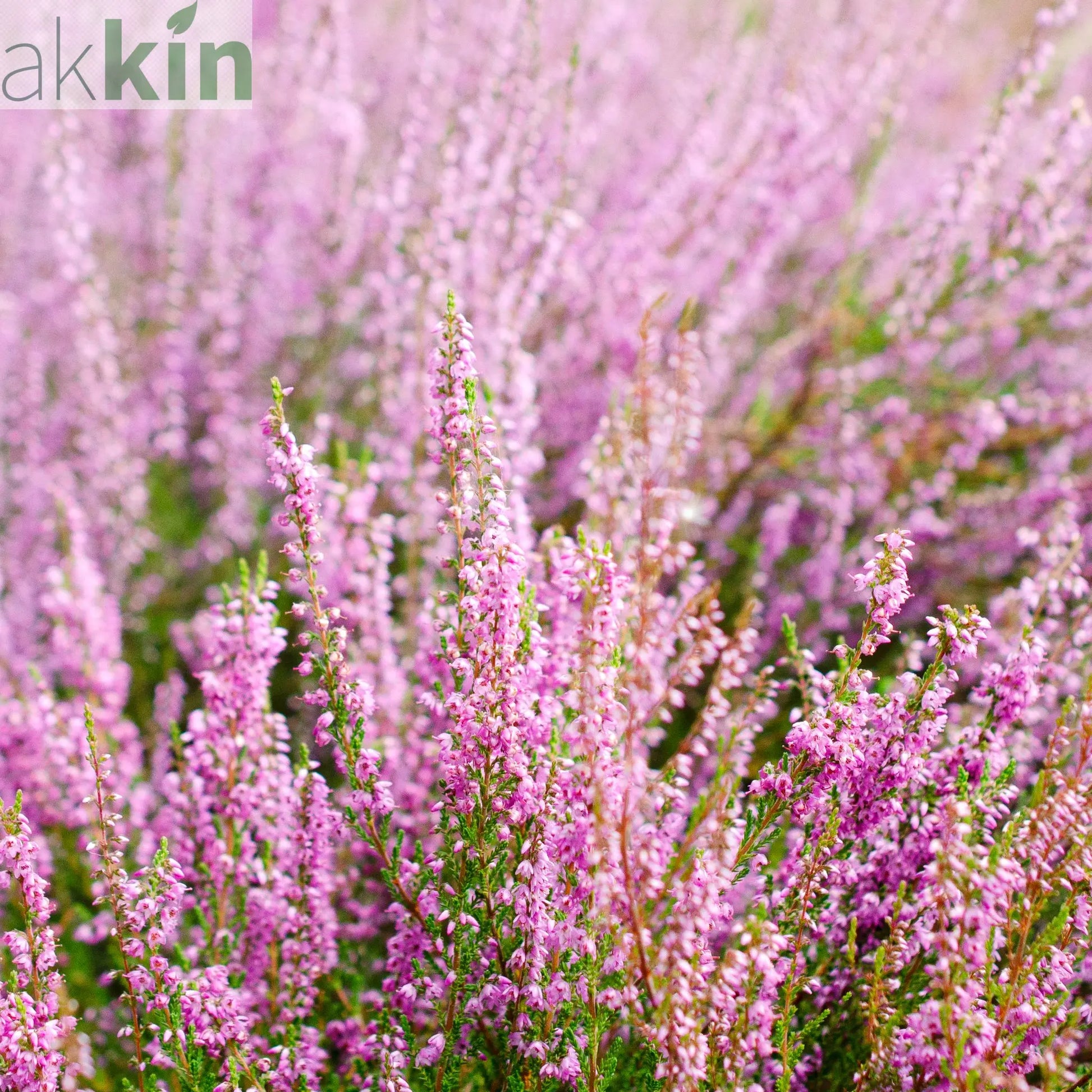 Calluna Heather Pink (9cm Pot) One Click Plants