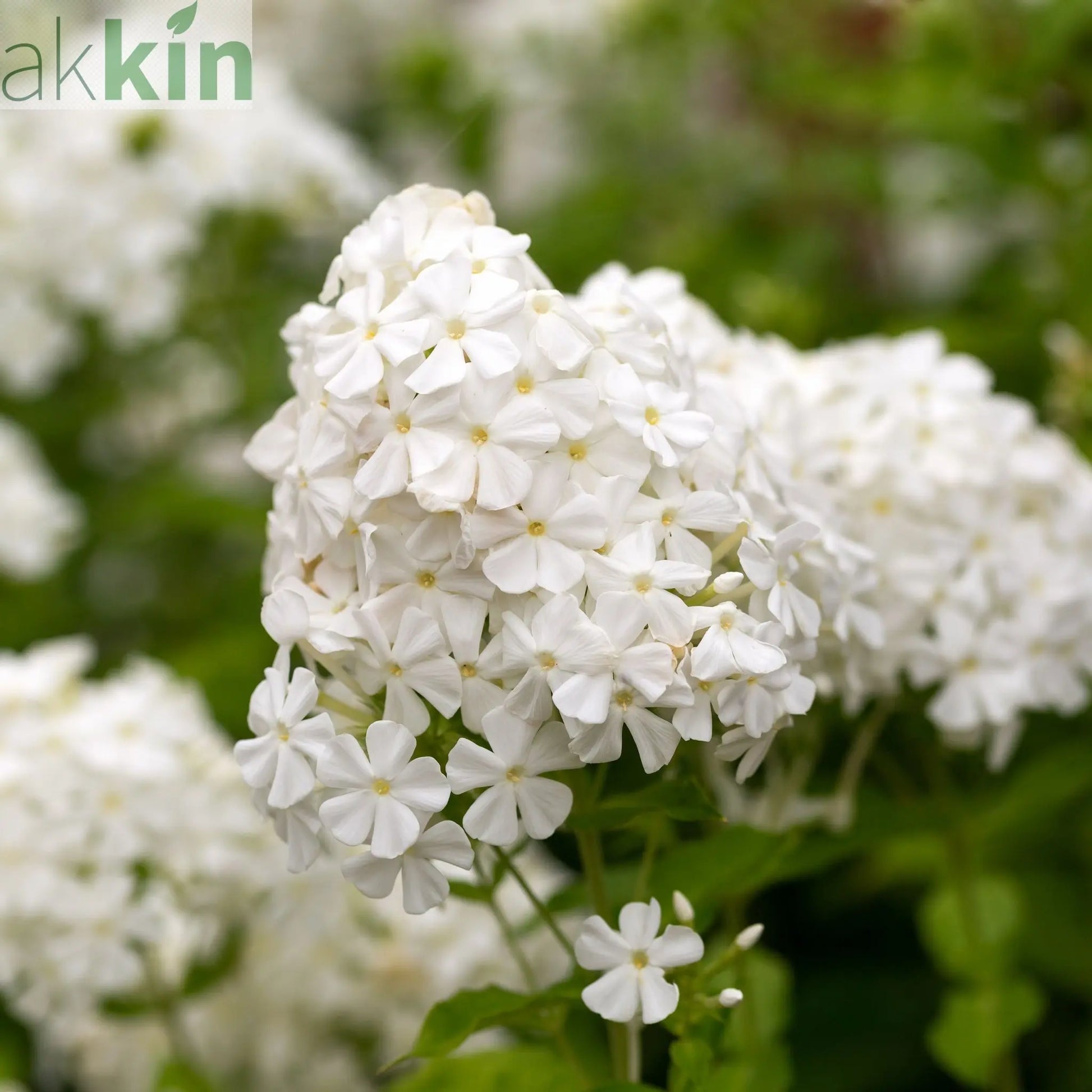 Phlox paniculata Early White 2L One Click Plants