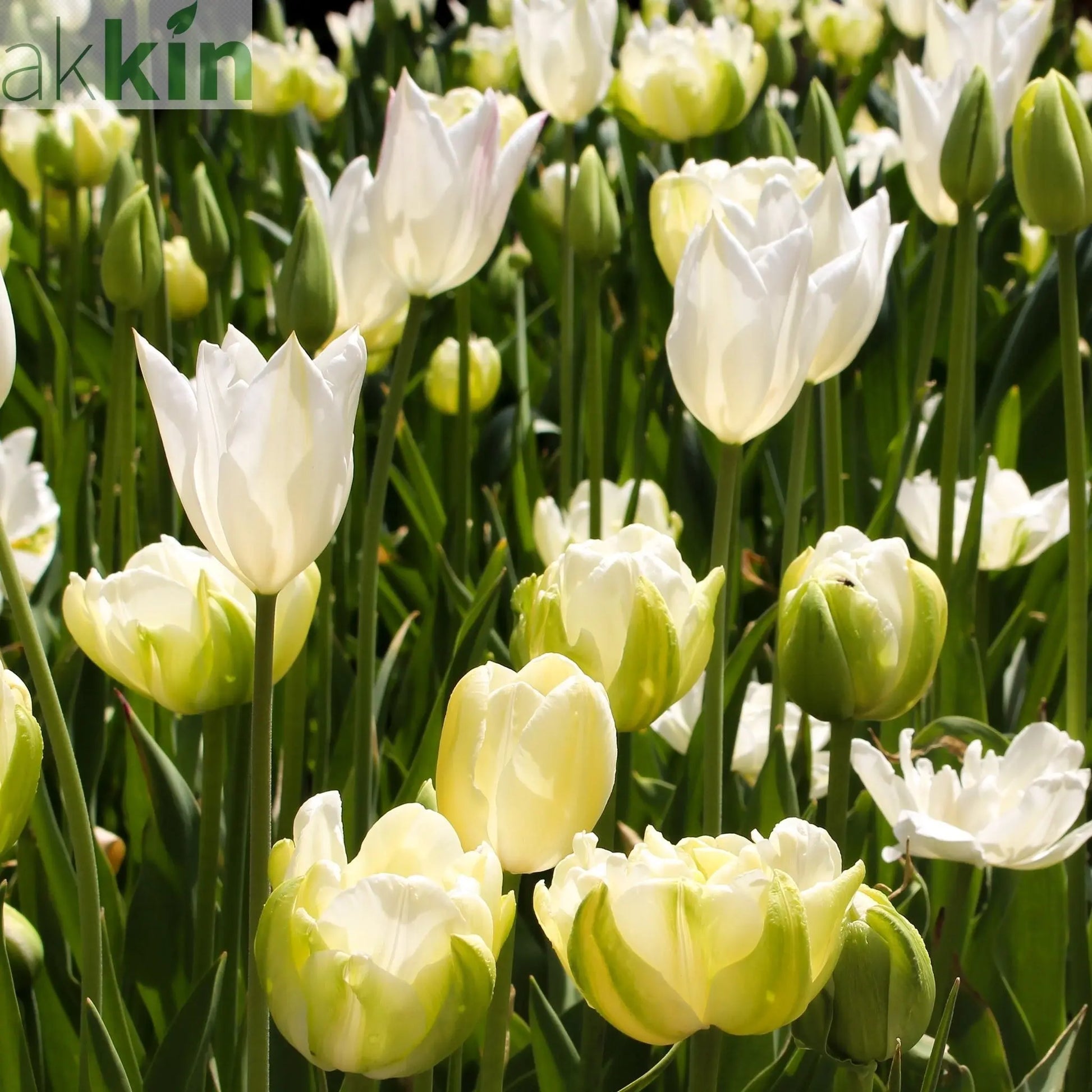 Tulip 'Purissima' (4 Bulbs) One Click Plants