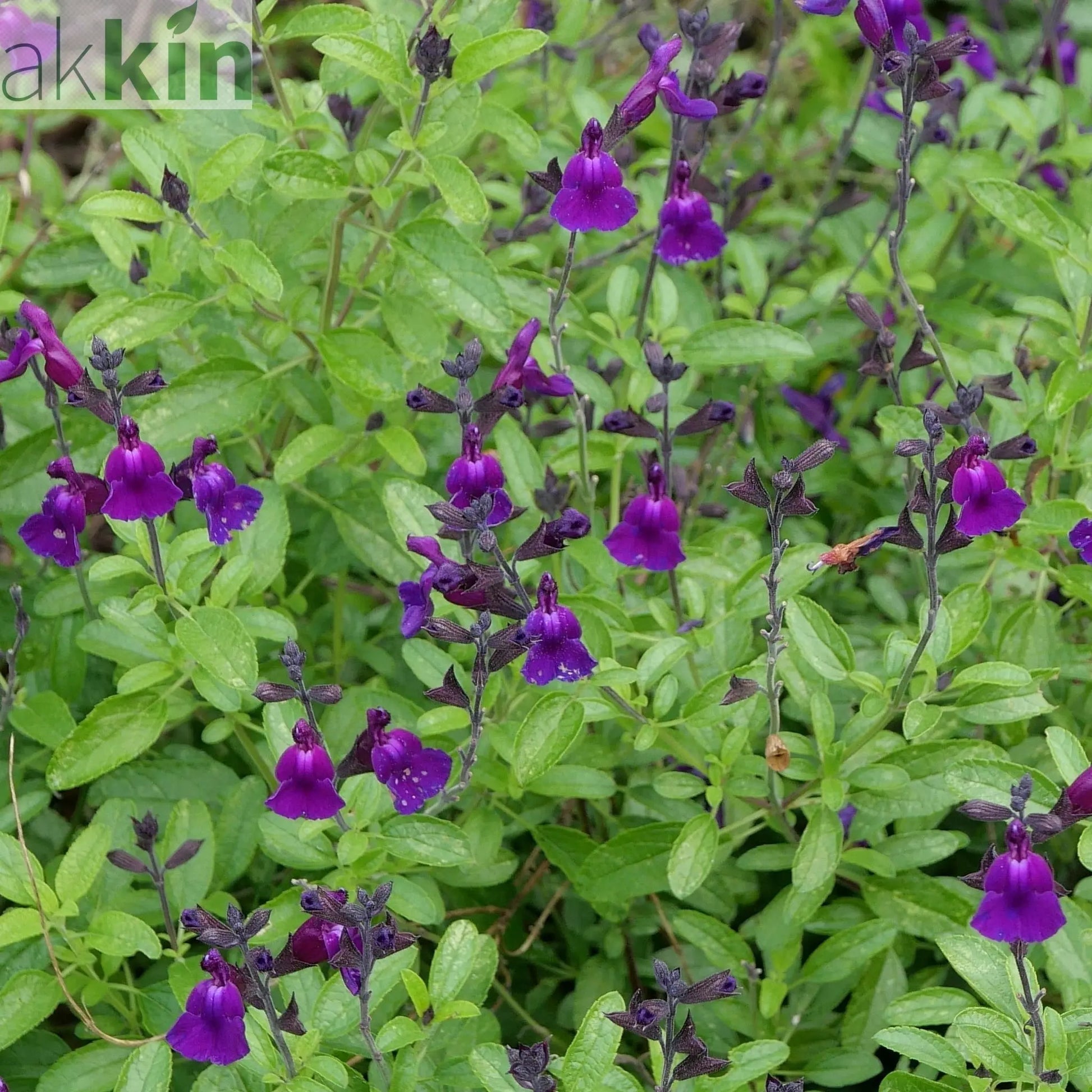 Salvia 'Amethyst Lips' 2L One Click Plants