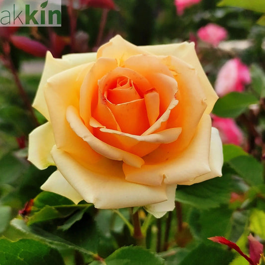 Rose Indian Summer | Hybrid Tea Rose | 4L Potted Rose (PRE ORDER DECEMBER '25) One Click Plants