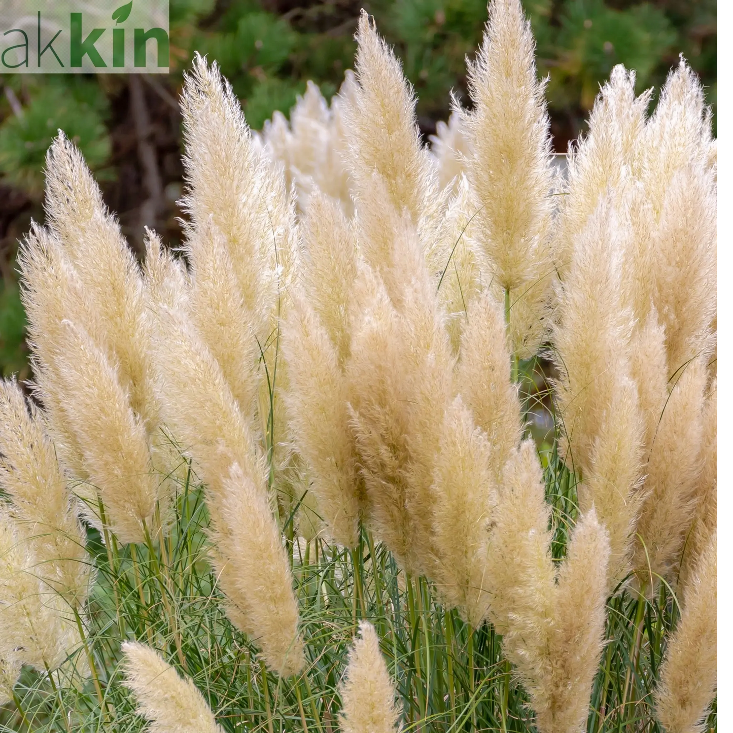 Cortaderia Pampas Grass 'Pumila' 1L/2L/4L One Click Plants