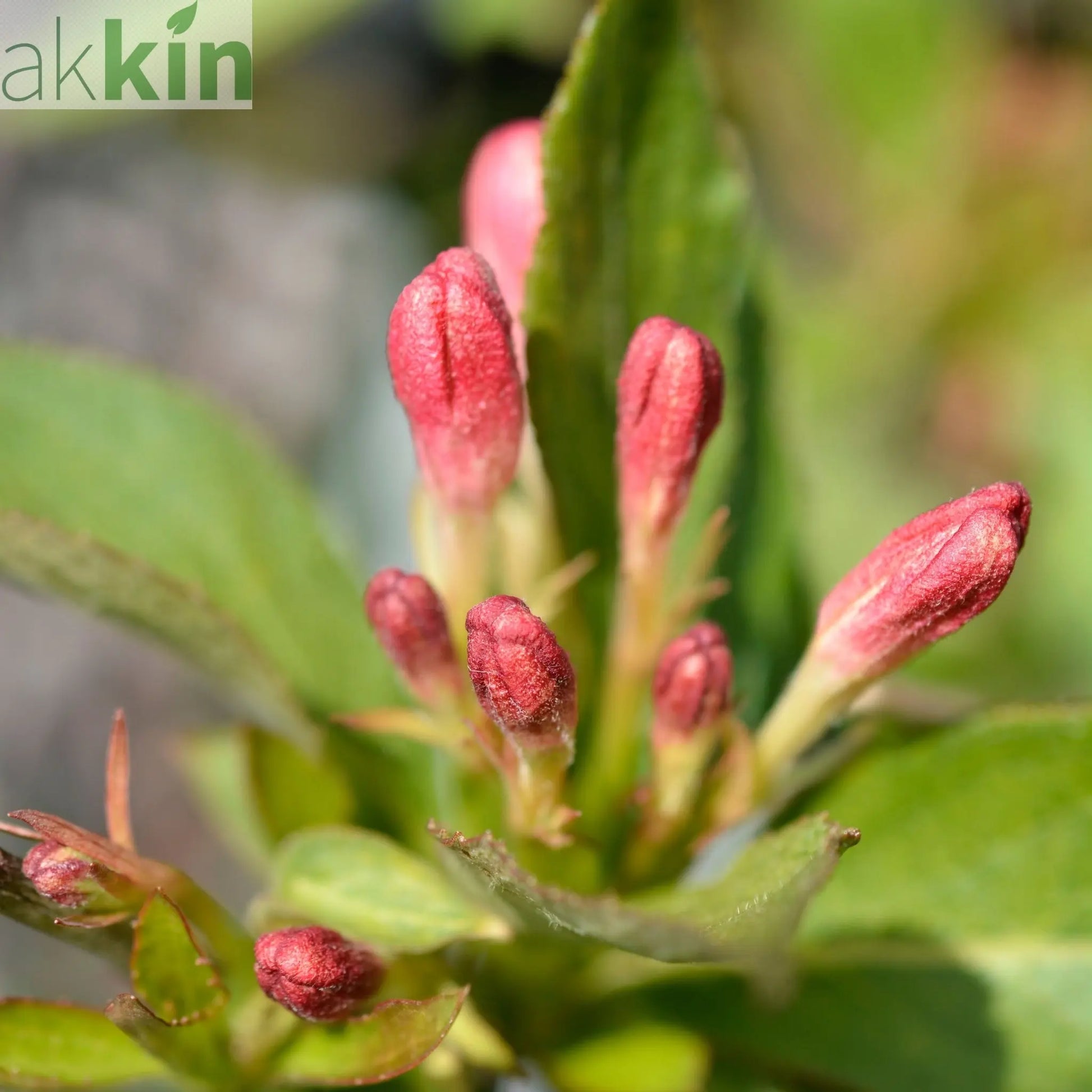 Weigela 'All Summer Peach' 9cm One Click Plants