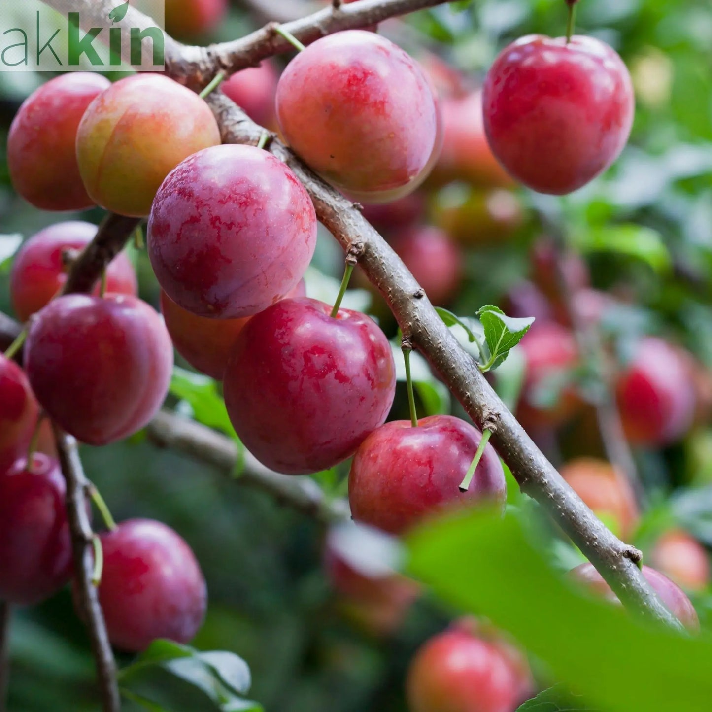 Dwarf Patio Plum Tree 'Opal' (Prunus domestica) 2 Sizes available One Click Plants