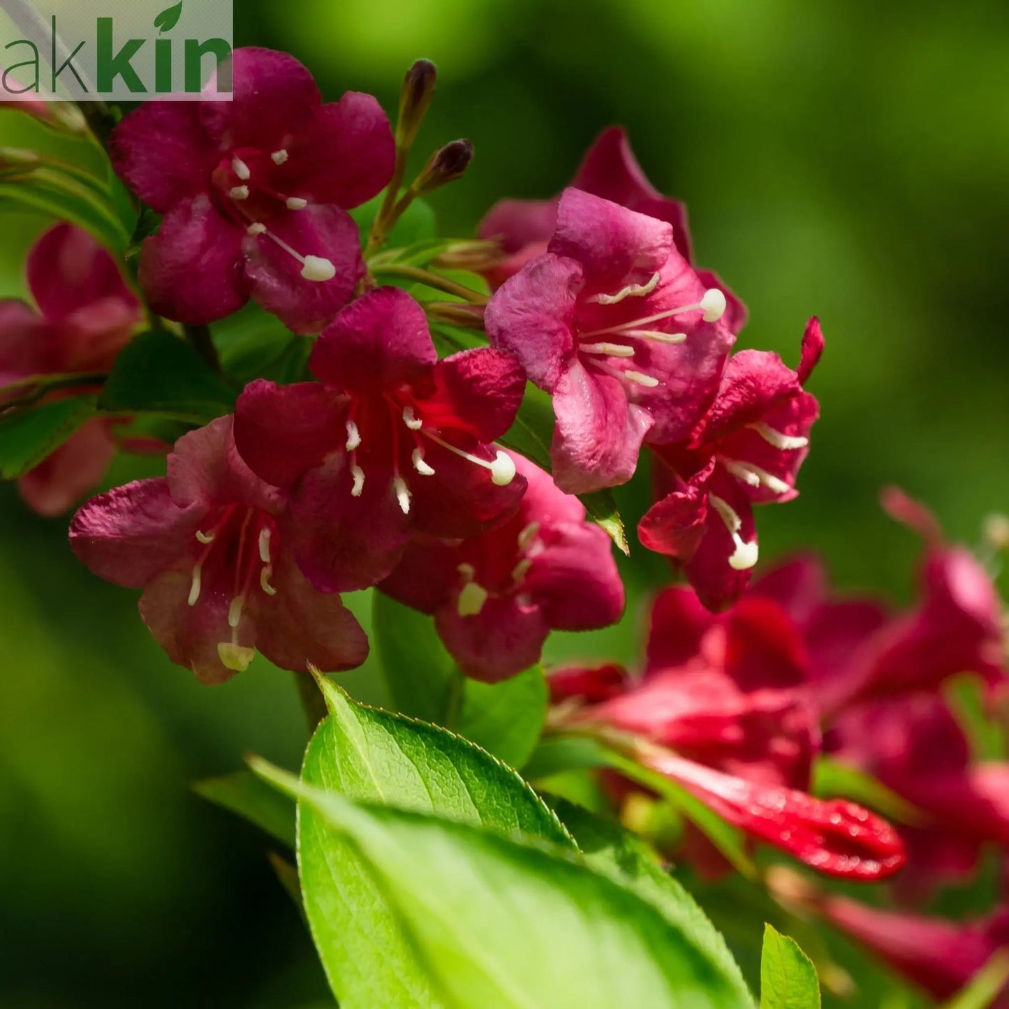 Weigela Florida 'Bristol Ruby' (2 Sizes Available) One Click Plants