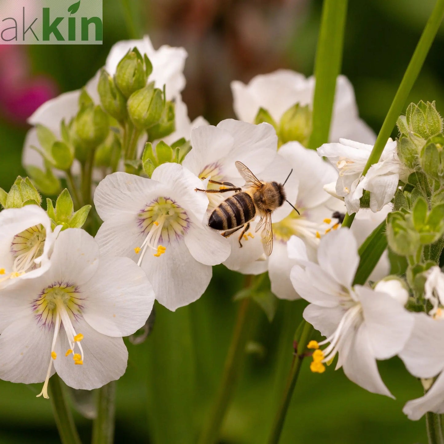 Polemonium caeruleum (Jacob's Lader) White 9cm One Click Plants