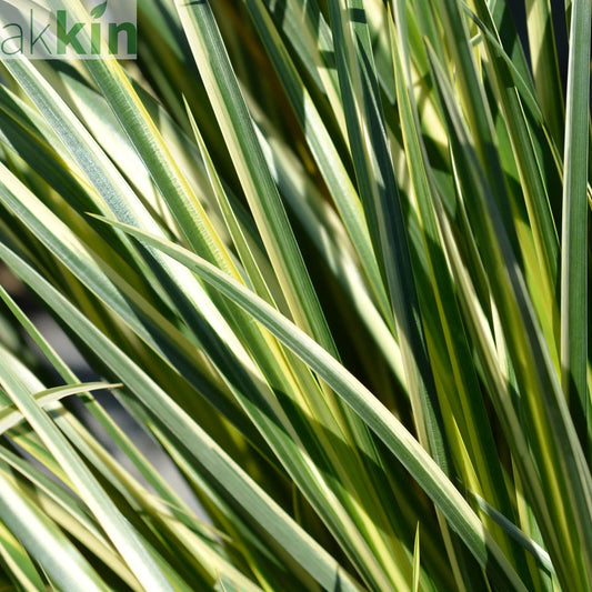 Acorus gramineus 'Argenteostriatus'  1.8L One Click Plants