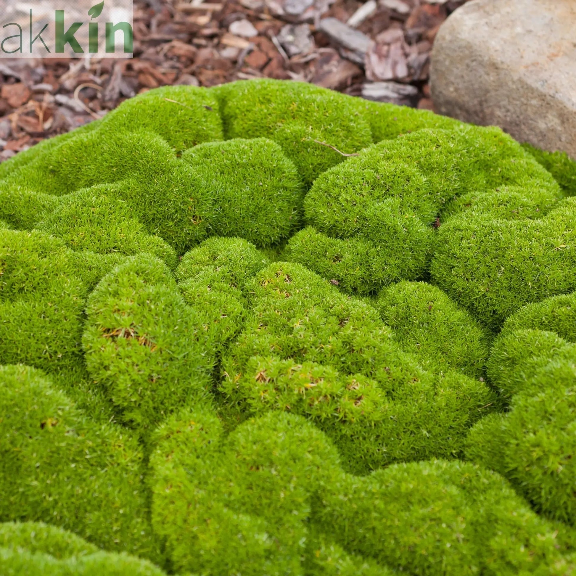 Scleranthus uniflorus 10cm growers pot One Click Plants