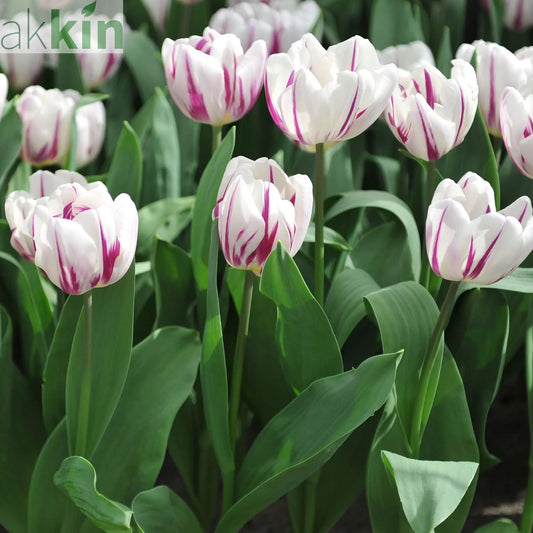 Tulip 'Flaming Flag' (4 Bulbs) One Click Plants