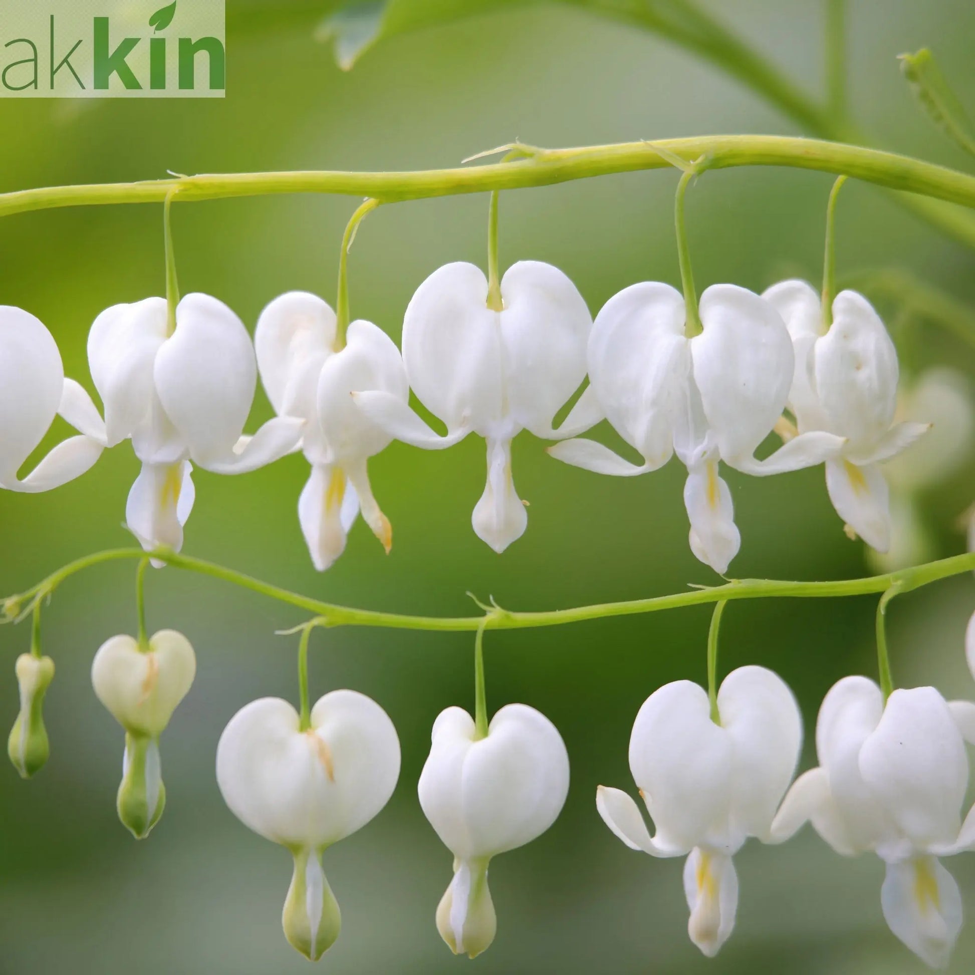 Dicentra Spectabilis 'Bleeding Heart' White One Click Plants