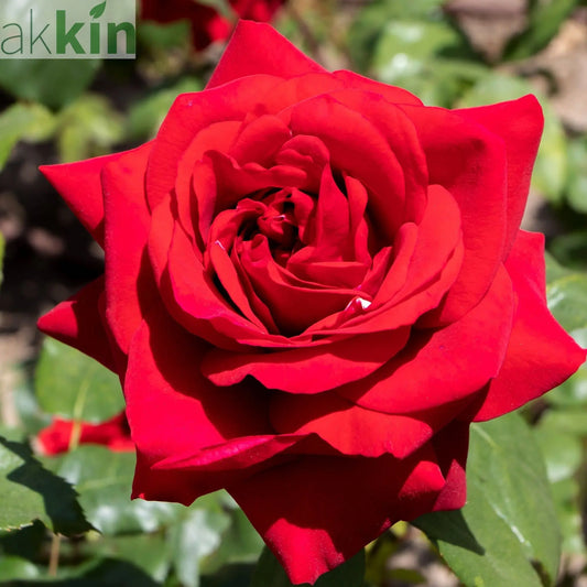 Rose Ruby Wedding | Hybrid Tea Rose | 4L Potted Rose (PRE ORDER DECEMBER '25) One Click Plants