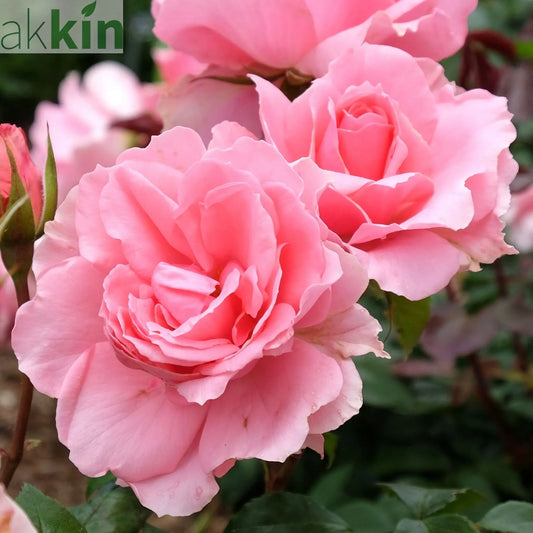 Rose You're Beautiful | Floribunda Rose | 4L Potted Rose (PRE ORDER DECEMBER '25) One Click Plants