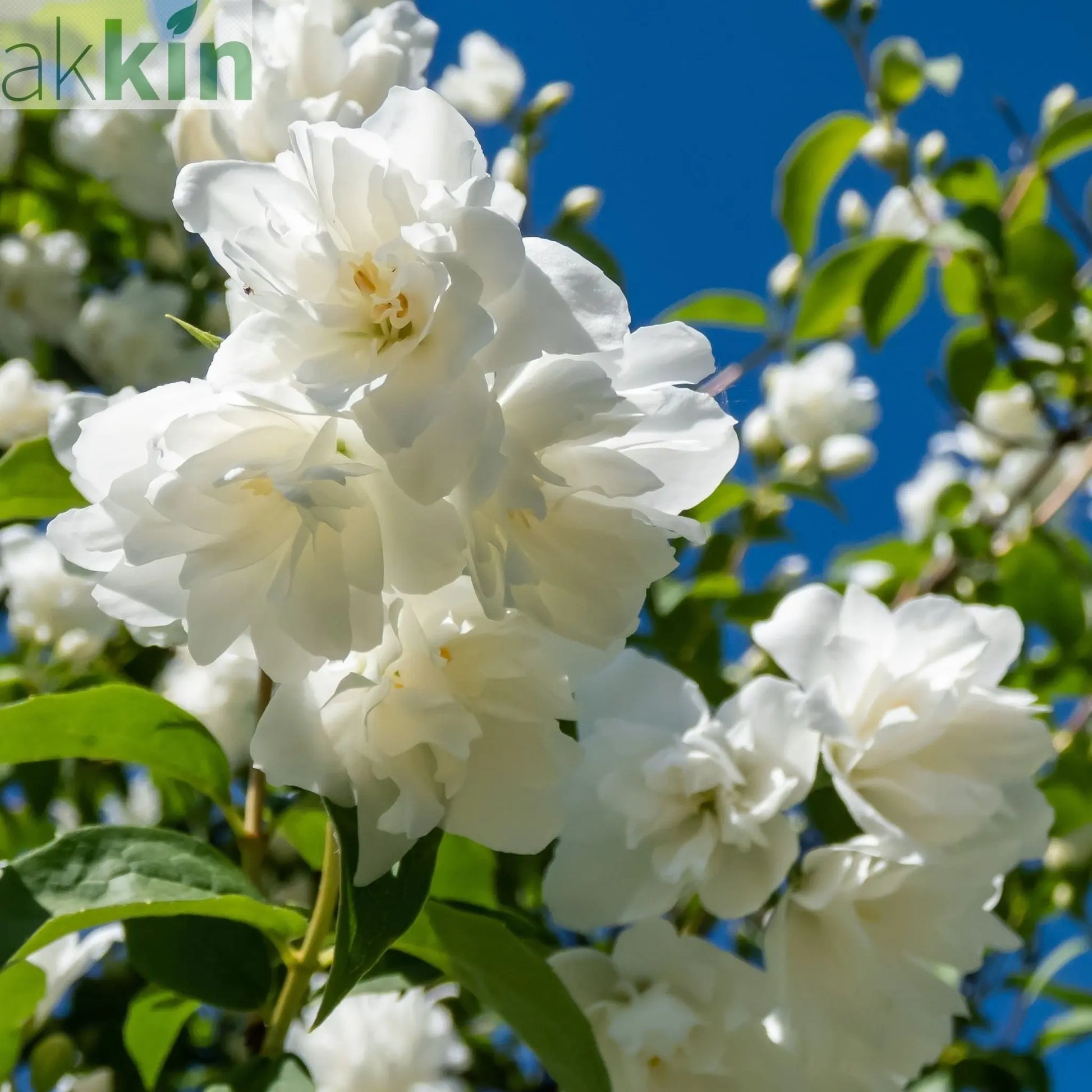 Philadelphus 'Virginal' | Mock Orange | 9cm / 2L / 5L One Click Plants