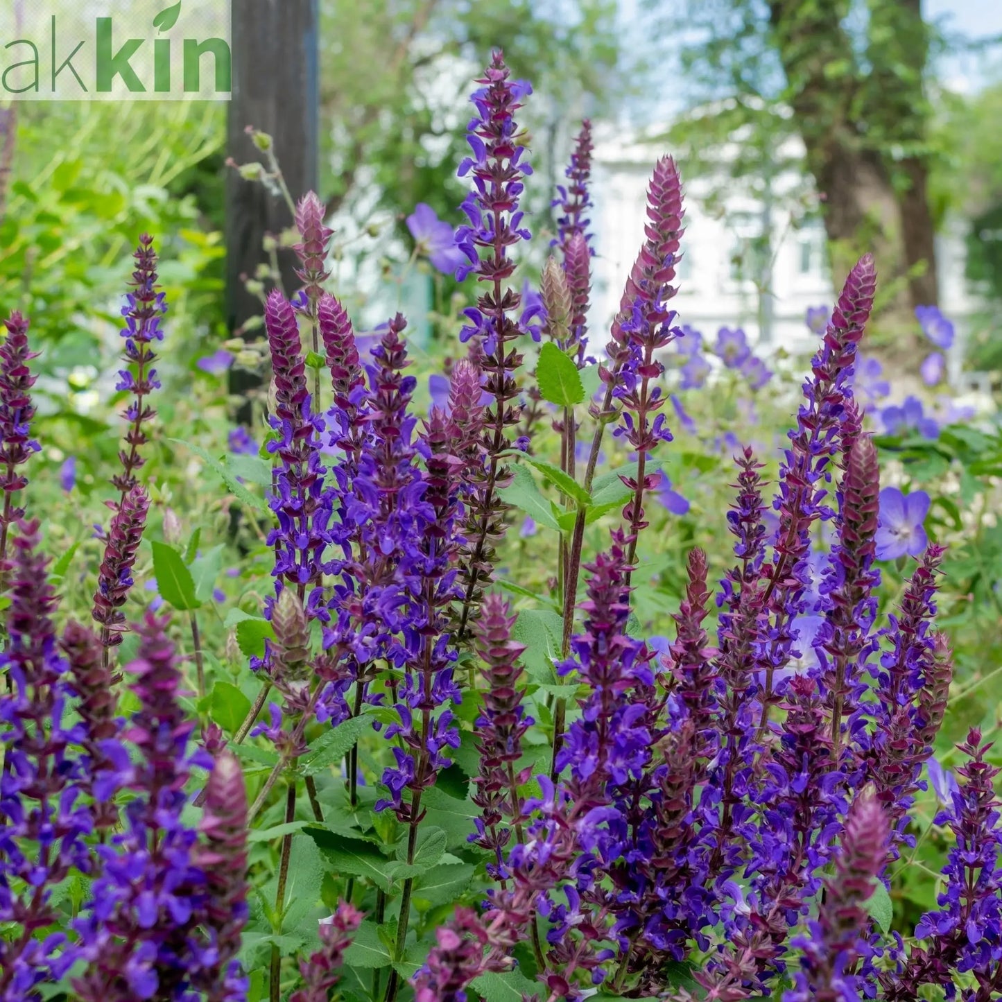 Salvia Salvatore Blue 3L One Click Plants