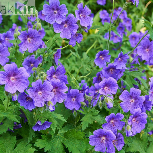 Geranium 'Johnson's Blue' 9cm/2L/3L One Click Plants