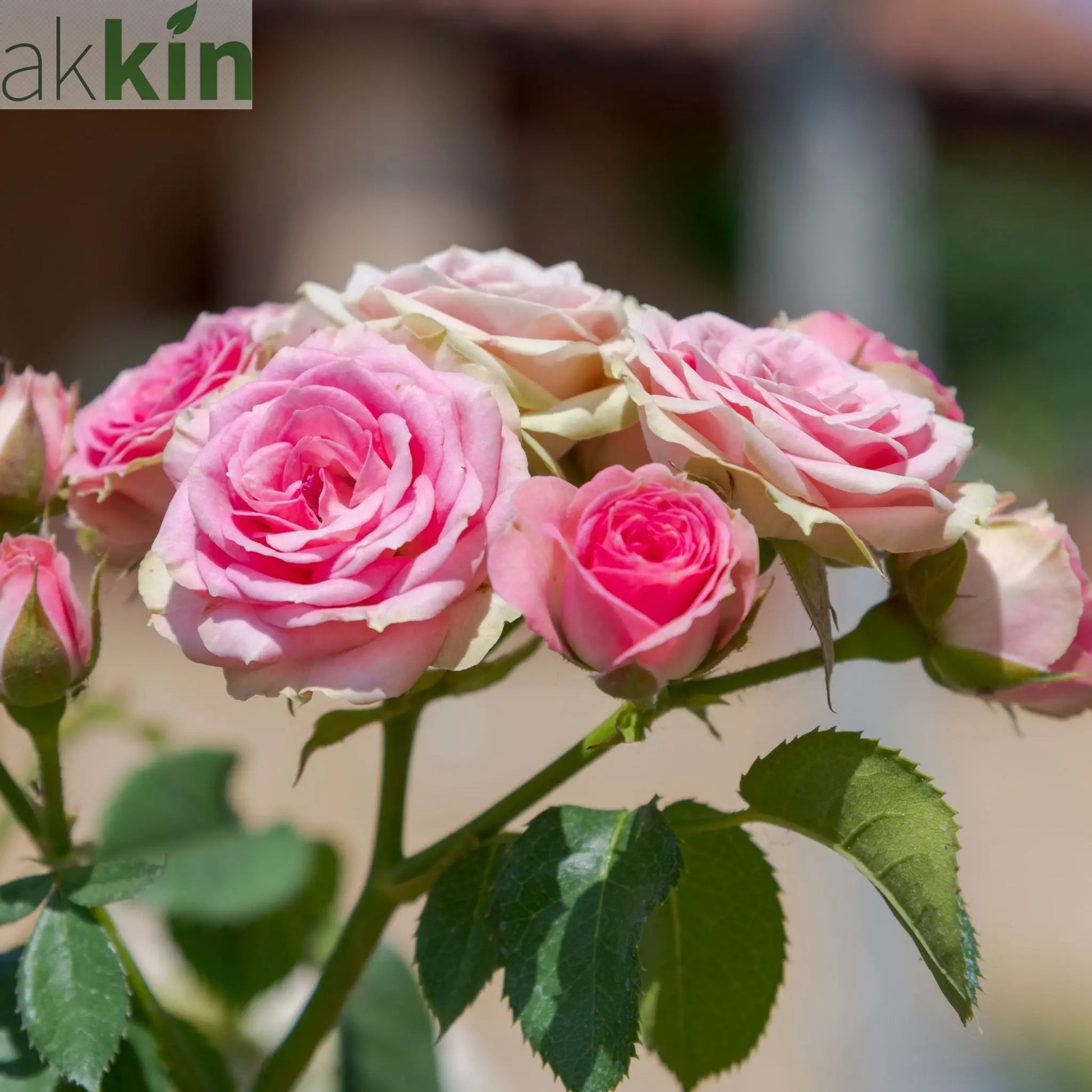 Rose Pretty Polly | Patio Rose | 4L Potted Rose (PRE ORDER DECEMBER '25) One Click Plants