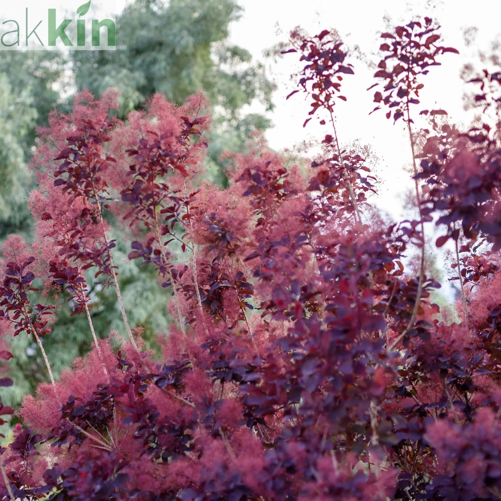 Cotinus cog. 'Royal Purple' 9cm/2L One Click Plants
