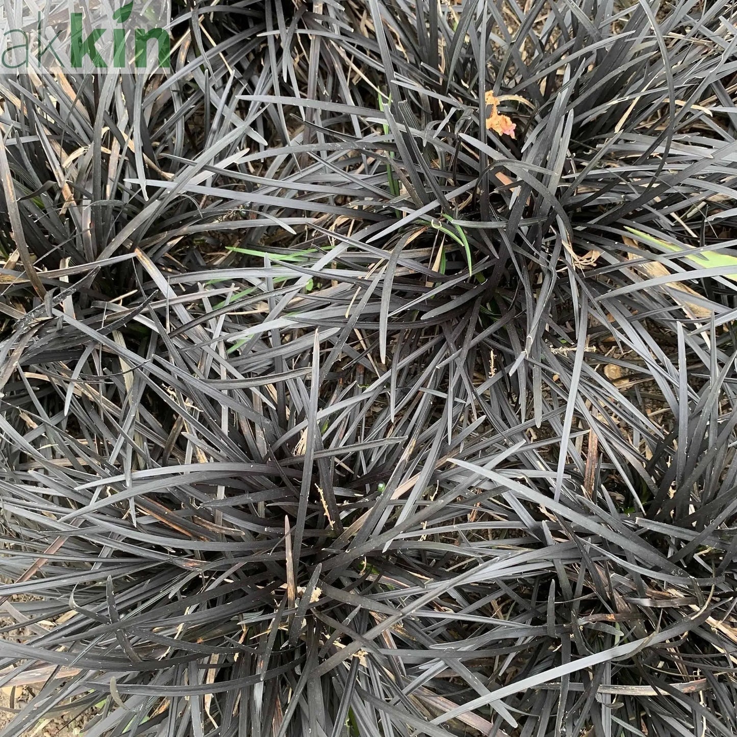 Ophiopogon planiscapus Nigrenscens 'Black Mondo Grass' 2L One Click Plants