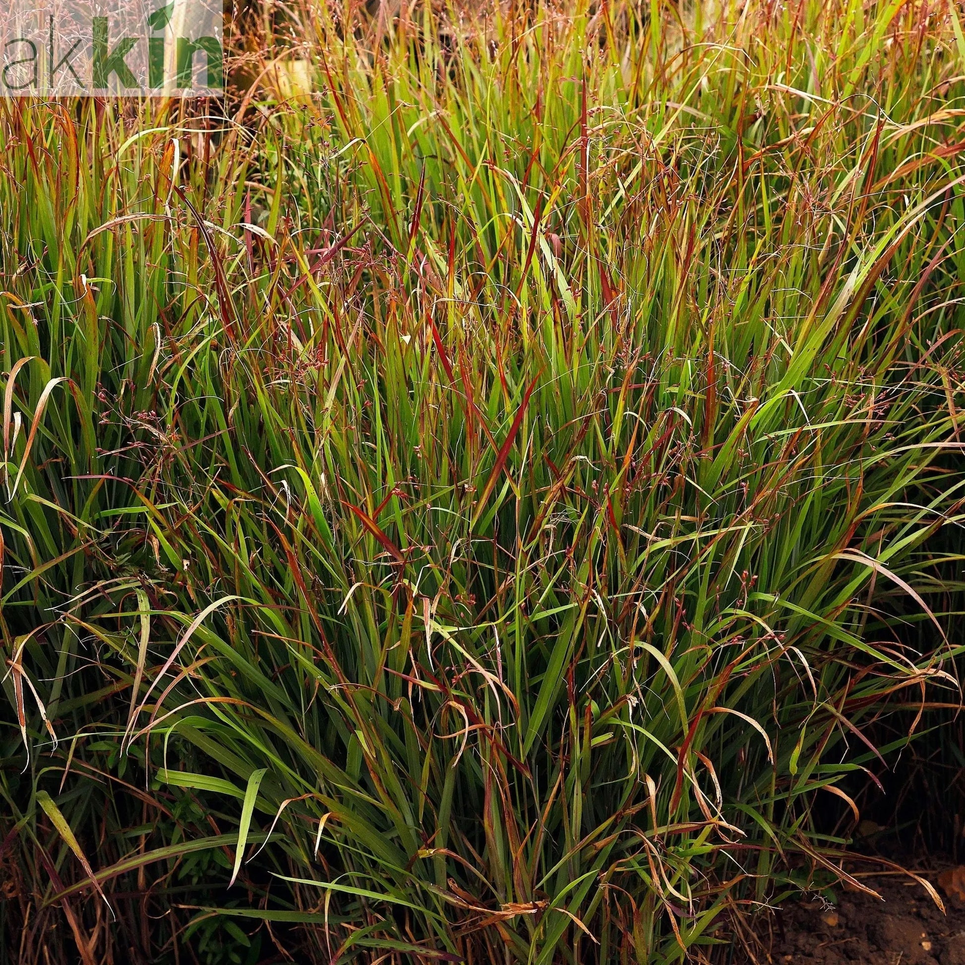 Panicum virgatum 'Shenandoah' 9cm One Click Plants