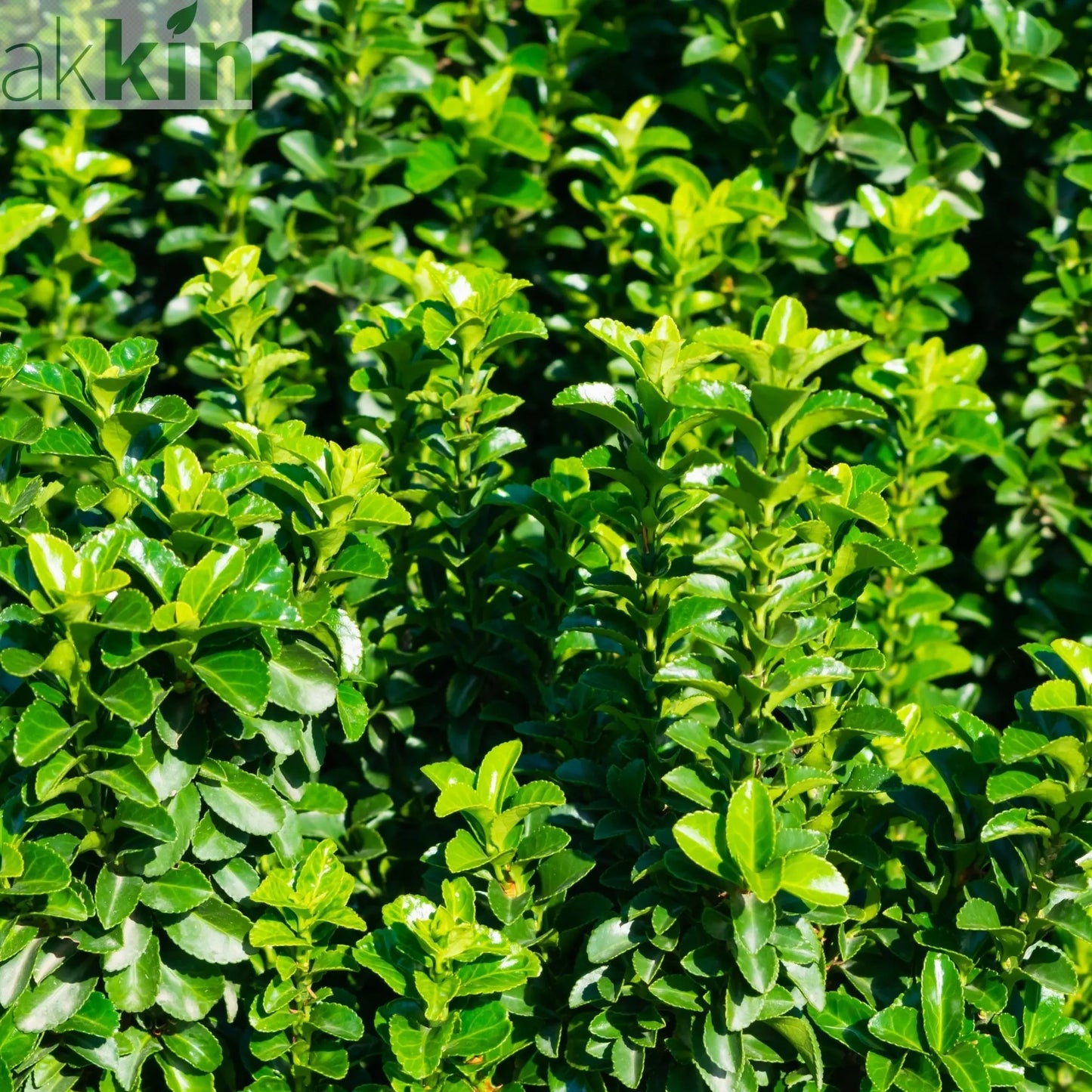 Euonymus japonicus 'Jean Hugues' 9cm One Click Plants