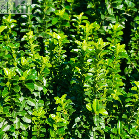 Euonymus japonicus 'Jean Hugues' 9cm One Click Plants