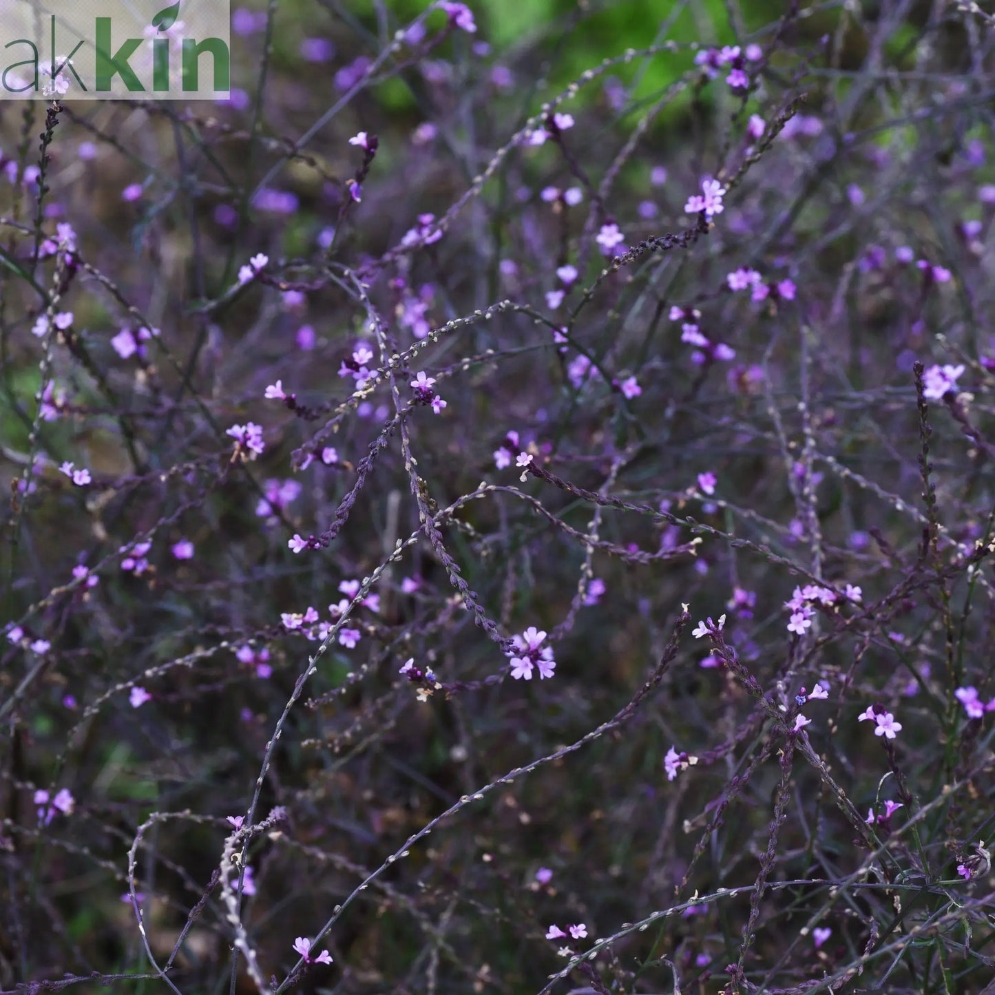 Verbena officinalis var. grandiflora 'Bampton' 9cm/2L One Click Plants