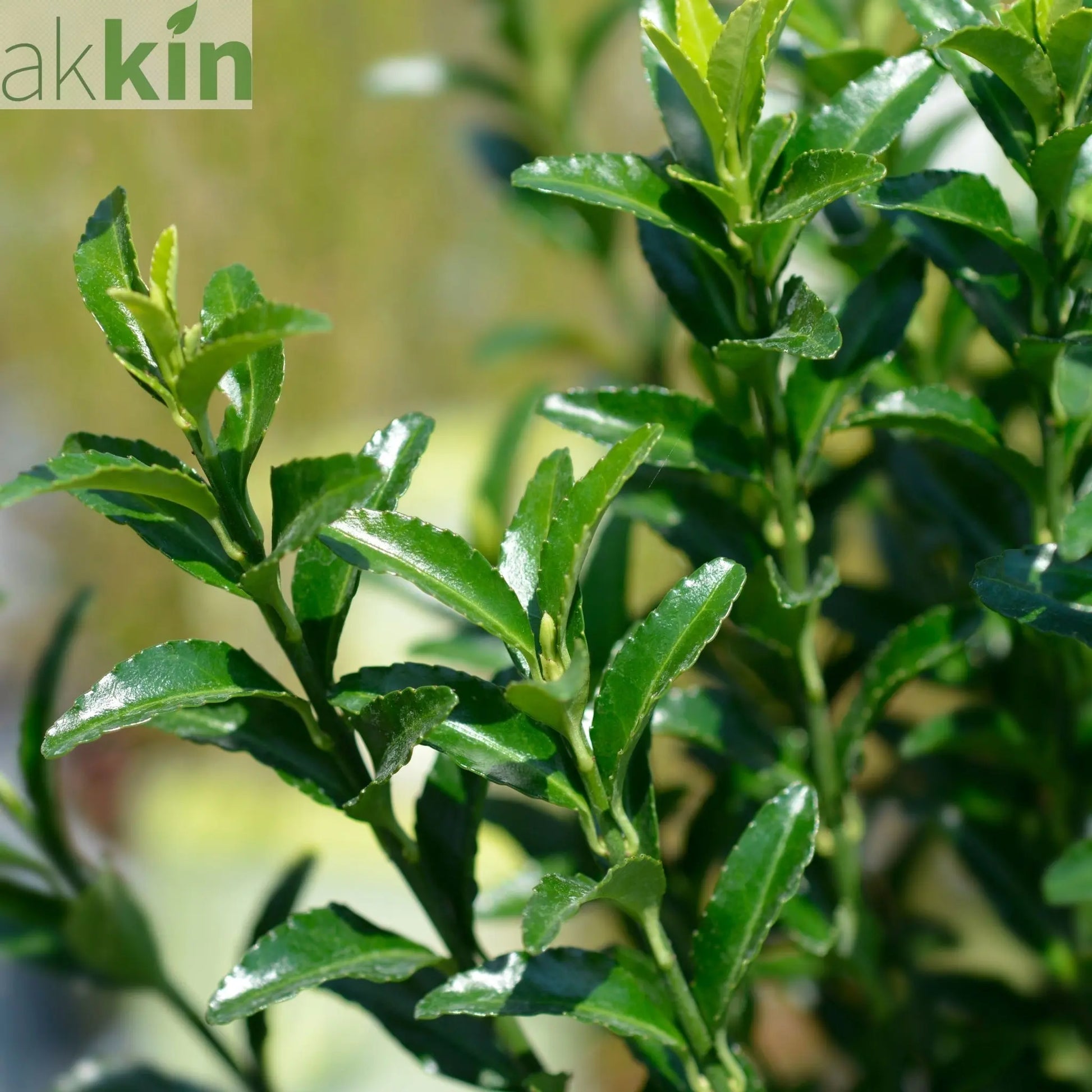 Euonymus japonicus 'Jean Hugues' 9cm One Click Plants