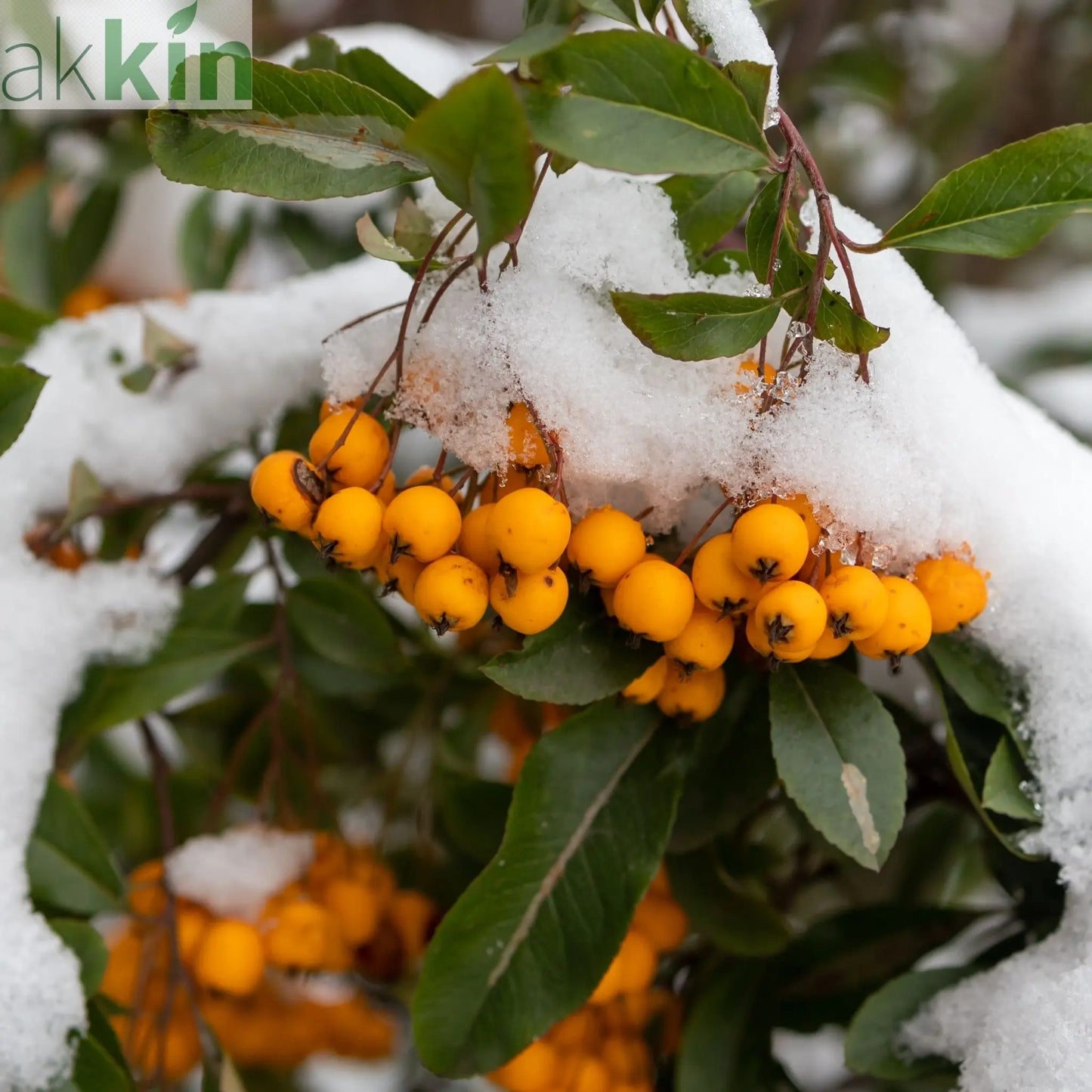 Pyracantha coccinea 'Golden Charmer' 1L One Click Plants