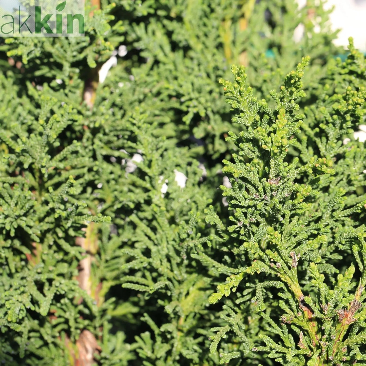 Chamaecyparis obtusa 'Draht' 2L (40-50cm inc. pot) One Click Plants