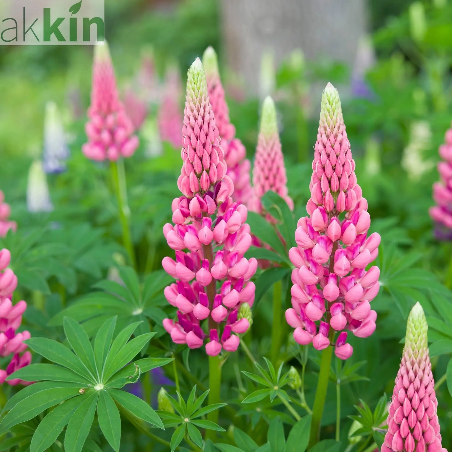 Lupin polyphyllus Rose 1.5L One Click Plants