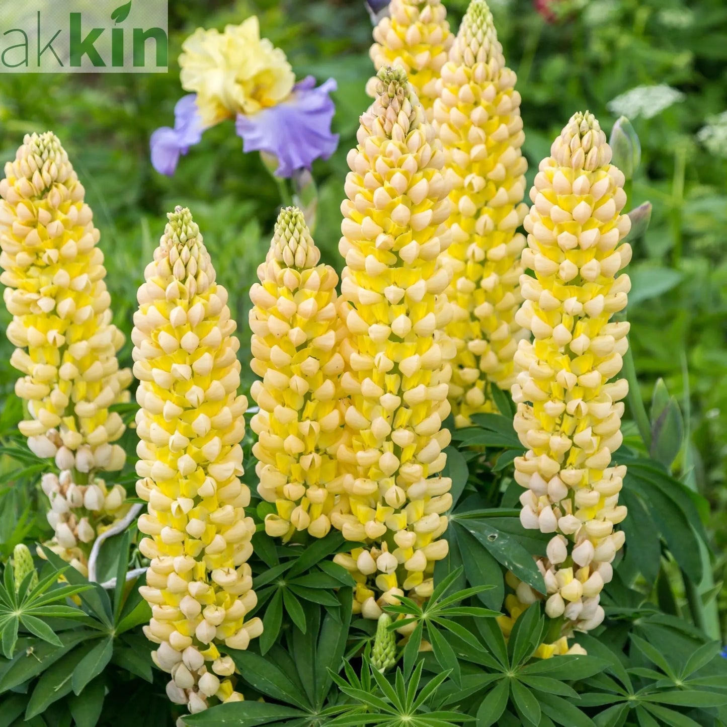 Lupin Legendary Yellow Shades 3L One Click Plants
