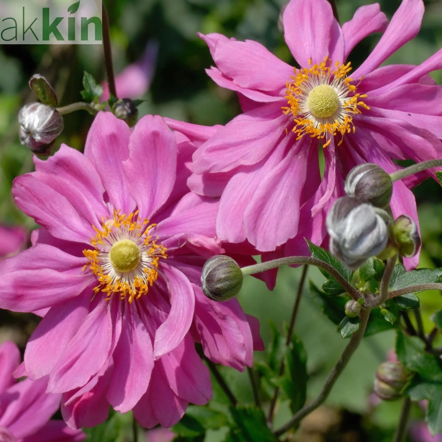 4 x Mixed Perennials – Pink, White & Purple | 9cm Pots One Click Plants