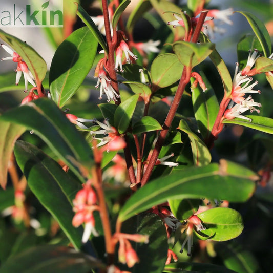 Sarcococca hookeriana 'Winter Gem' 9cm / 2L One Click Plants