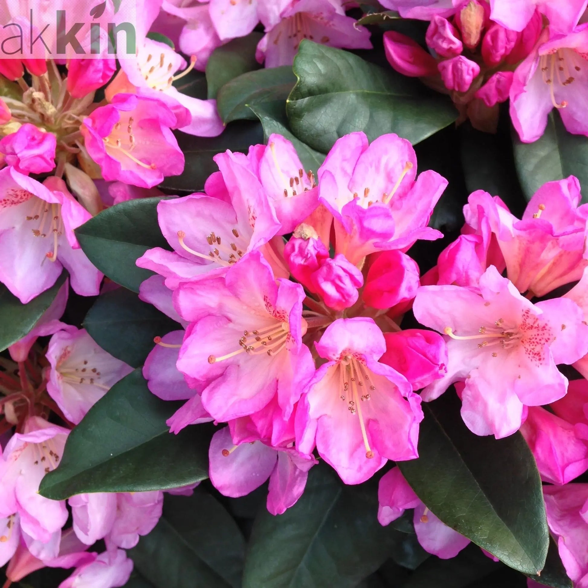 Rhododendron hybride 'Eucharitis' 5L (60-70cm inc. pot) One Click Plants